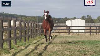 Lot 216  Classic Connection x Du Quoin Filly [upl. by Halla]