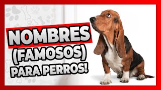 🔴 NOMBRES FAMOSOS Para PERROS  Perros Famosos del Cine [upl. by Alial]