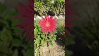 Gerbera flower blooming gerbera nature naturalflowers nativeflowers redflower naturalbeauty [upl. by Aiciram686]