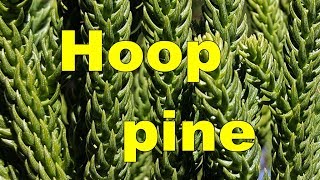 Hoop Pine Araucaria cunninghamii  HD Video 01 [upl. by Lynnea]