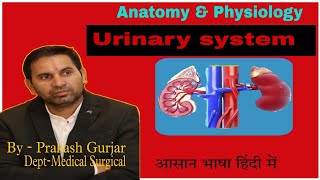 Anatomy of kidney kidney anatomy renal system part 4 Basicnursingacademybypcsir [upl. by Turpin]