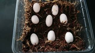 Green Basilisk Eggs  8 st  Clutch 2019 [upl. by Blen]