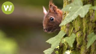 Les animaux sauvages de nos forêts  Un voyage des Vosges du Nord à lIledeFrance [upl. by Eddi]