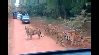 Gorumara National Park  Sudden entry of tigers  Lataguri Forest  Mitzinfinity [upl. by Brass642]