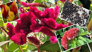 quotvelvety brainsquot How to save coxcombcelosia seeds [upl. by Hogan]