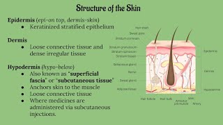 Integumentary System Lecture CHAPTER 5 [upl. by Cornish]