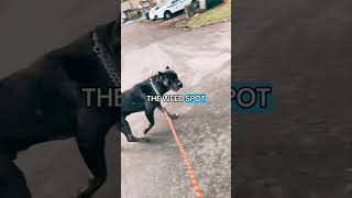 Caesar automobile dog doglover canecorso pets shorts duet lifereminder dogshorts [upl. by Gardia]