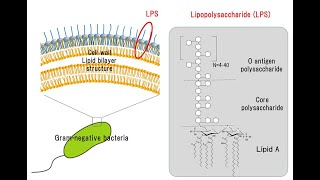 5 Lysozyme Lipopolysaccharide and Teichoic Acid [upl. by Westfall946]