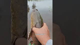 Mancing ikan haruan besar di lepas kembali ke alam 👍🏿 fishing mancingmania anggerpapua [upl. by Kanya]