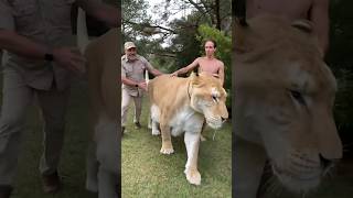 BIGGEST LIGER EVER🤯 [upl. by Ioved]