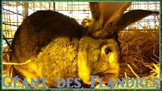 Géant des Flandres  Oryctolagus cuniculus  Salon de lAgriculture 2016  06052016 [upl. by Olivier793]