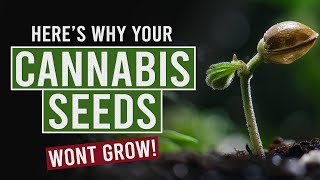 Top Reasons Your Cannabis Seeds Arent Germinating [upl. by Nylegna914]