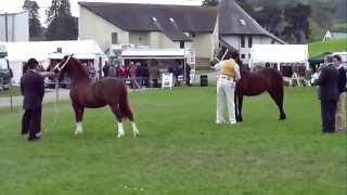 Glanusk Welsh Stallion Show [upl. by Bodwell]