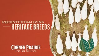 Conner Prairie  Recontextualizing Heritage Breeds [upl. by Alrich]