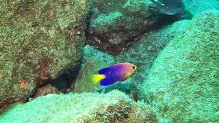 【映像記録】レンテンヤッコと泳ぐ Japanese angelfish [upl. by Frohne]