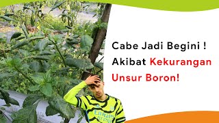 Tanda Tanaman Kekurangan Pupuk Boron Lengkap Penyebabnya [upl. by Kelvin105]