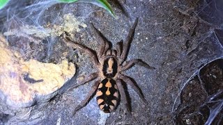 Hapalopus sp Colombia large quotThe Pumpkin Patchquot Husbandry and Feeding [upl. by Nylatsyrk]