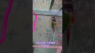 Yellow sided cnour talkingparrotscareandroutine birds parrot [upl. by Dnomasor]