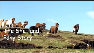 The Shetland Pony Story TV Special Episode 200 [upl. by Haon]