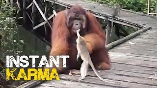 Monkey Steals Banana from Orangutans Mouth  Instant Regret [upl. by Yragerg]