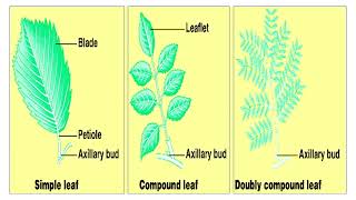 Plant Structure [upl. by Jesher]