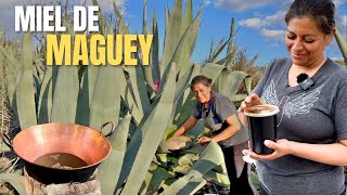 ASÍ SE EXTRAE EL AGUAMIEL Y MIEL DE MAGUEY [upl. by Deibel]