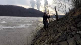 GIANT Tree Pike pulled from the Ohio River [upl. by Connett100]