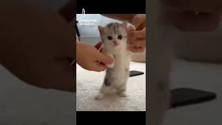 Cute Small Kittens Showing Off Their Funny Dance Moves 😂 [upl. by Katzir]