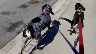 Bluetick coonhounds howling their way through town [upl. by Saxena]