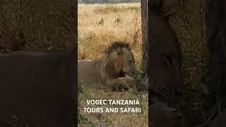 tarangire national park [upl. by Lynch79]