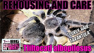 T albopilosus quotCurly Hair Tarantulaquot Rehousing and Care [upl. by Yoko]