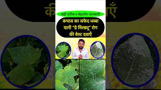 कपास में सफेद धब्बा रोग की बेस्ट दवा  Cotton Gray Powdery Aerolate mildew  Kapas ki kheti shorts [upl. by Otto971]