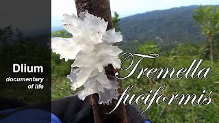 Snow fungus Tremella fuciformis [upl. by Nalla]