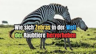 Wie Zebras in der Welt der Raubtiere überleben [upl. by Riada188]