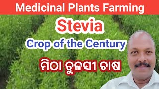 Stevia Farming  Medicinal Plant Farming  Commercial Guava Farming in Odisha  Organic Farming [upl. by Ohara]