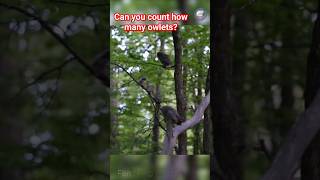 Can you count how many screech owlets owl wildlife nature [upl. by Elleimac]