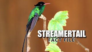 Streamertail Facts the DOCTOR Bird 🥼 Animal Fact Files [upl. by Ednalrim389]