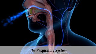 The Human Respiratory System Explained [upl. by Gaylord11]