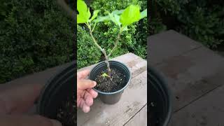 Green fig cutting update [upl. by Salkcin]