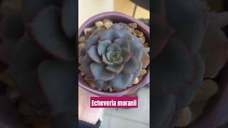 Echeveria moranii echeveriamoranii succulents suculentasbr suculentas suculover suculentaslove [upl. by Simdars130]