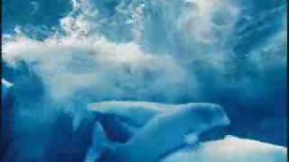 Marineland Arctic Cove Commercial [upl. by Regni694]