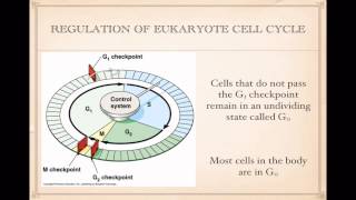 Regulation of Cell Cycle [upl. by Aissac]