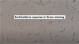 Gram Negative Rods of Burkholderia cepacia [upl. by Knapp]