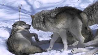 Female Timber Wolf in Heat  Parc Omega Canada [upl. by Ellehcem]