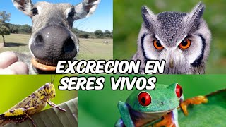 🔵🔴 La mejor explicación SISTEMA EXCRETOR EN ANIMALES  José Moreno Biólogo [upl. by Ursuline]