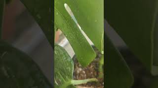 Variegated monstera albo remove green leaf trick [upl. by Amatruda]