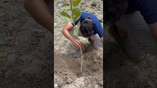 Nonstop tree plantation in India  2025  We planting 2 million Tree 🌳 in 2025  Our Mission [upl. by Yenolem]