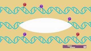 The role of EML4ALK methylation in the growth of nonsmallcell lung cancer [upl. by Uta]