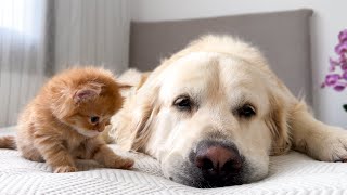 Golden Retriever Tries to Ignore Cute Tiny Kitten Cuteness Overload [upl. by Chappell72]