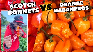 Scotch Bonnets vs Orange Habaneros  Harvest Bonnets and Habanero Peppers [upl. by Aliehs473]